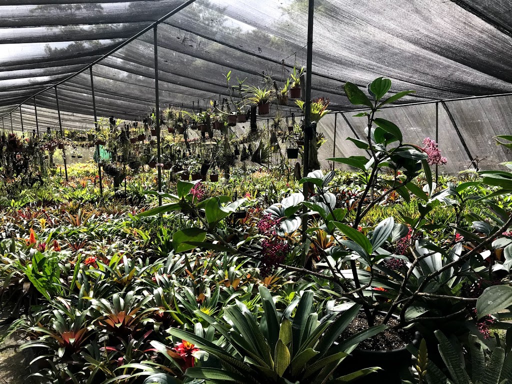 Riverside Bromeliads and Tropical Plant Nursery | 64 Riverlea Cl, Malanda QLD 4885, Australia | Phone: (07) 4096 5826