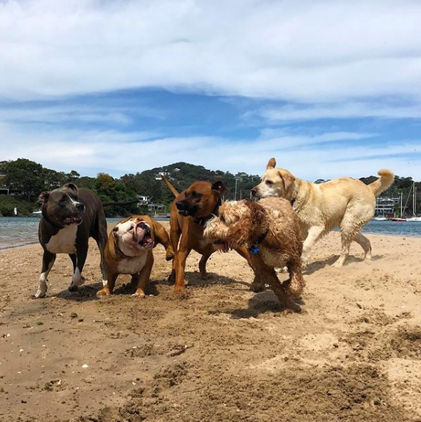 Paws To The Park | 17 Plateau Rd, Collaroy Plateau NSW 2097, Australia | Phone: 0420 637 815