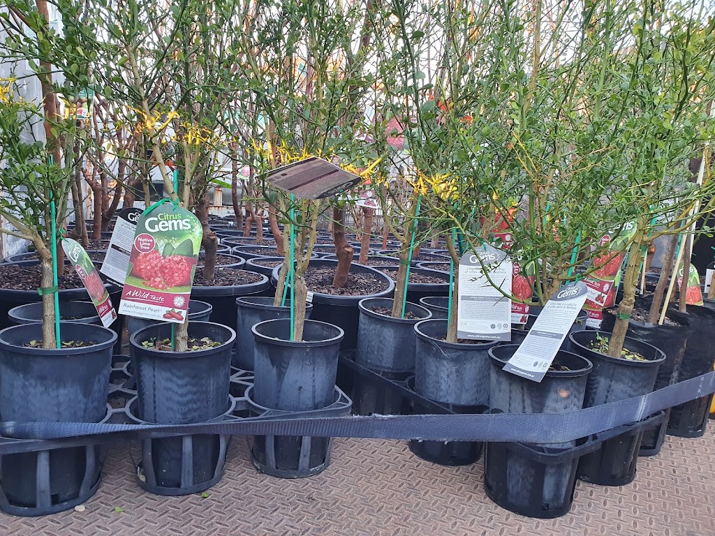 Jamils nursery | 479bringelly rd, Rossmore NSW 2557, Australia | Phone: 0450 466 334