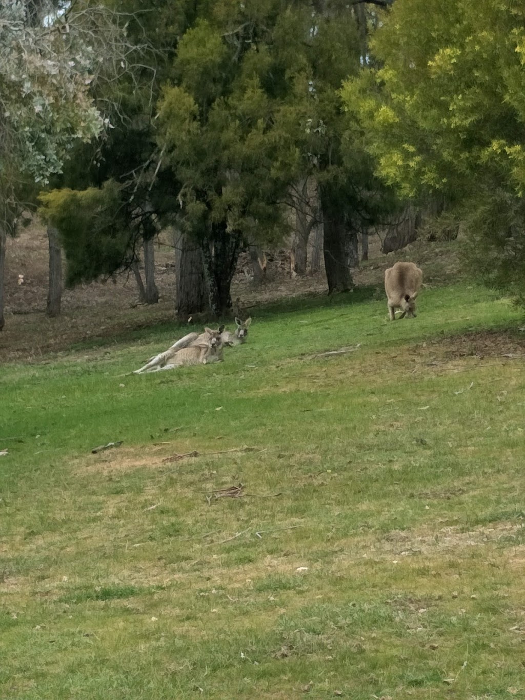 Hepburn Springs Golf Club | 36 Golf Links Rd, Hepburn VIC 3461, Australia | Phone: (03) 5348 2185