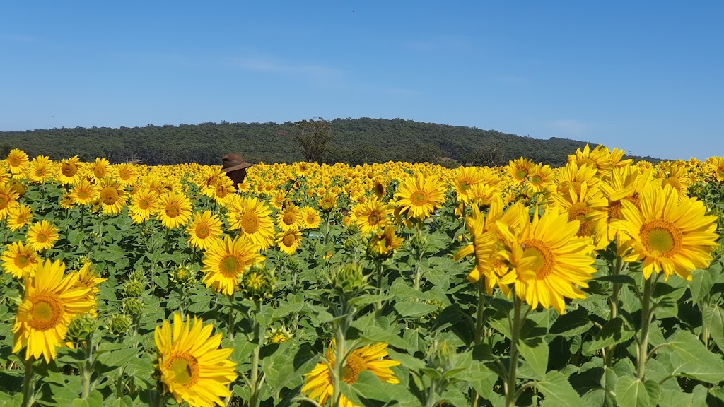 Spa Country Sunflowers | 420 Developmental Rd, Bolwarrah VIC 3352, Australia | Phone: 0418 387 380