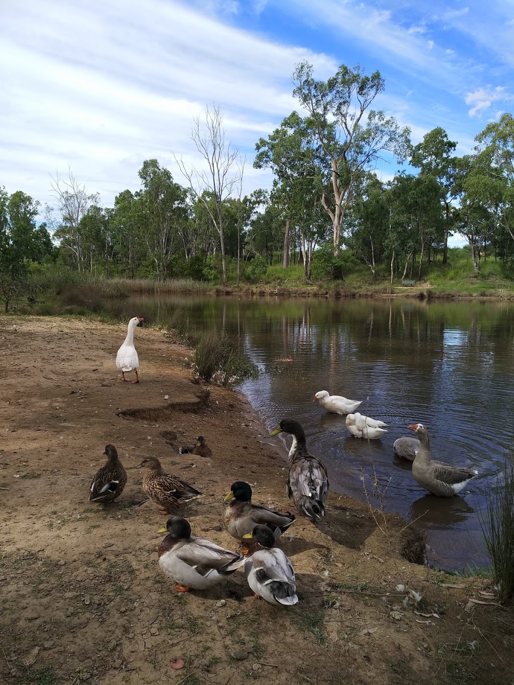 Miles parkrun | Warrego Hwy &, Leichhardt Hwy, Miles QLD 4415, Australia