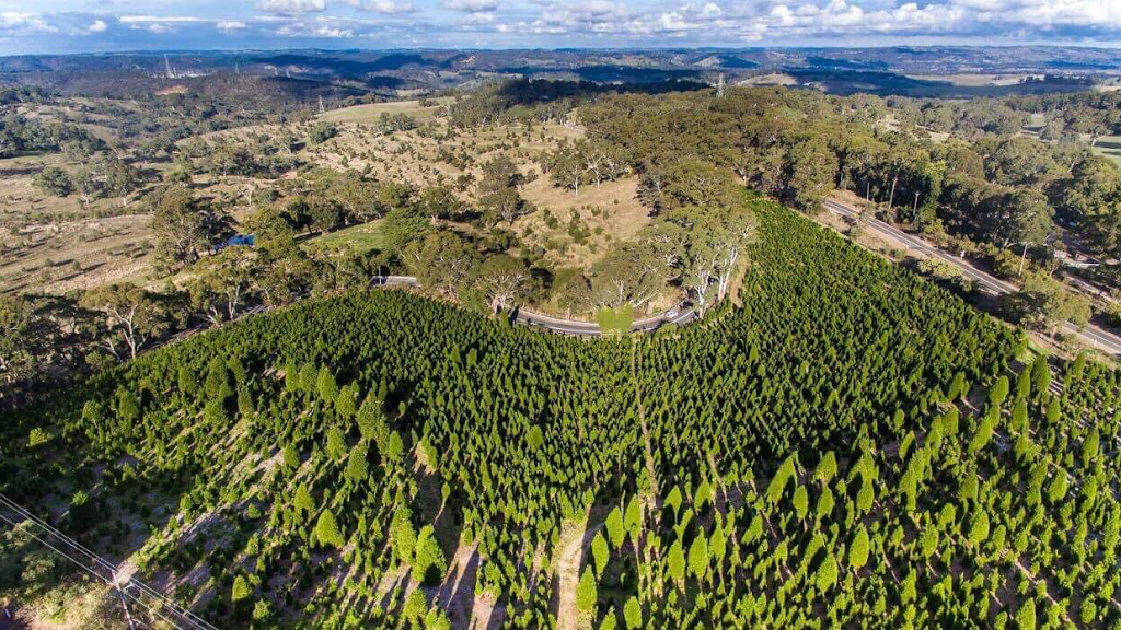 Christmas Tree Farm Chandlers Hill | 51 Sugarloaf Rd, Chandlers Hill SA 5159, Australia | Phone: (08) 8383 6482