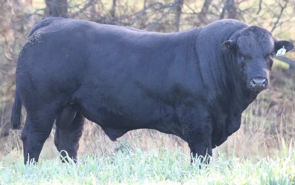 Angledale Limousins | Oakley/241 Dry Creek Rd, Willow Tree NSW 2339, Australia | Phone: 0438 941 745