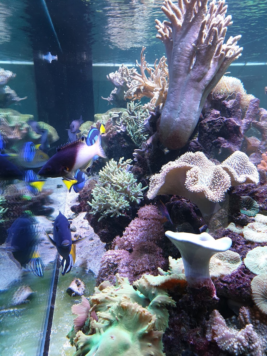 Reeflections Aquatics - Coral Specialists | pet store | 877 Nepean Hwy, Bentleigh VIC 3204, Australia | 0395322766 OR +61 3 9532 2766