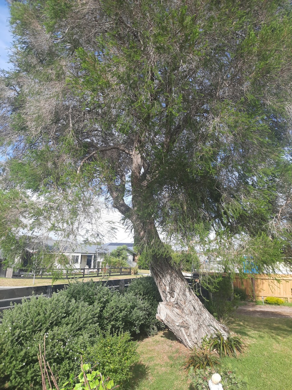 Tree Centric | 71 June St, Adams Estate VIC 3984, Australia | Phone: 0484 304 058