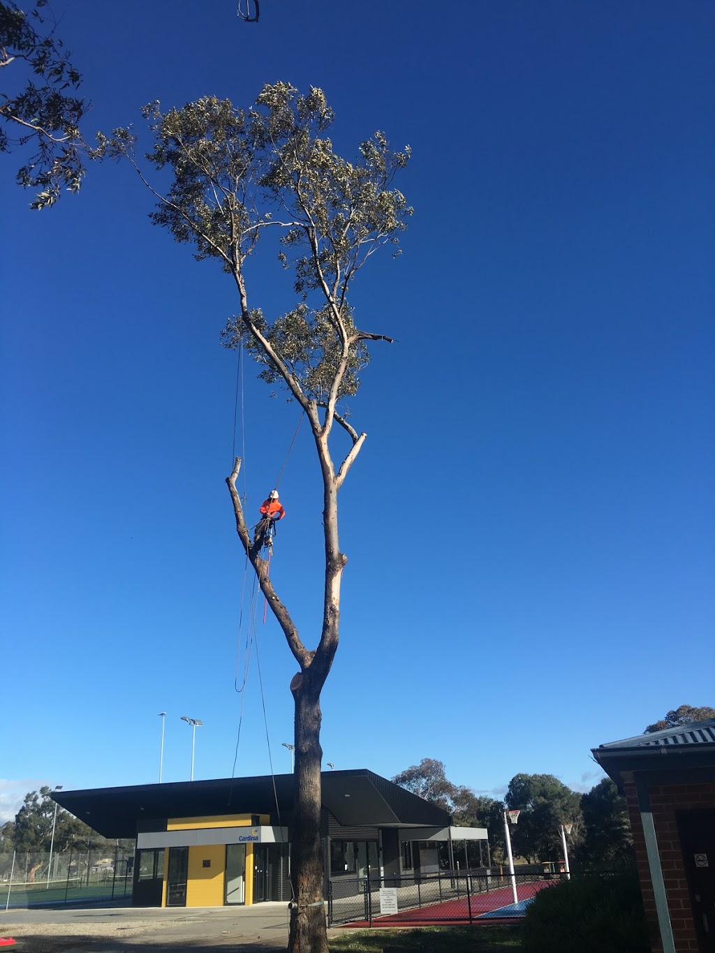 South Eastern Tree Contracting |  | 85 Garfield N Rd, Garfield North VIC 3814, Australia | 0438411943 OR +61 438 411 943