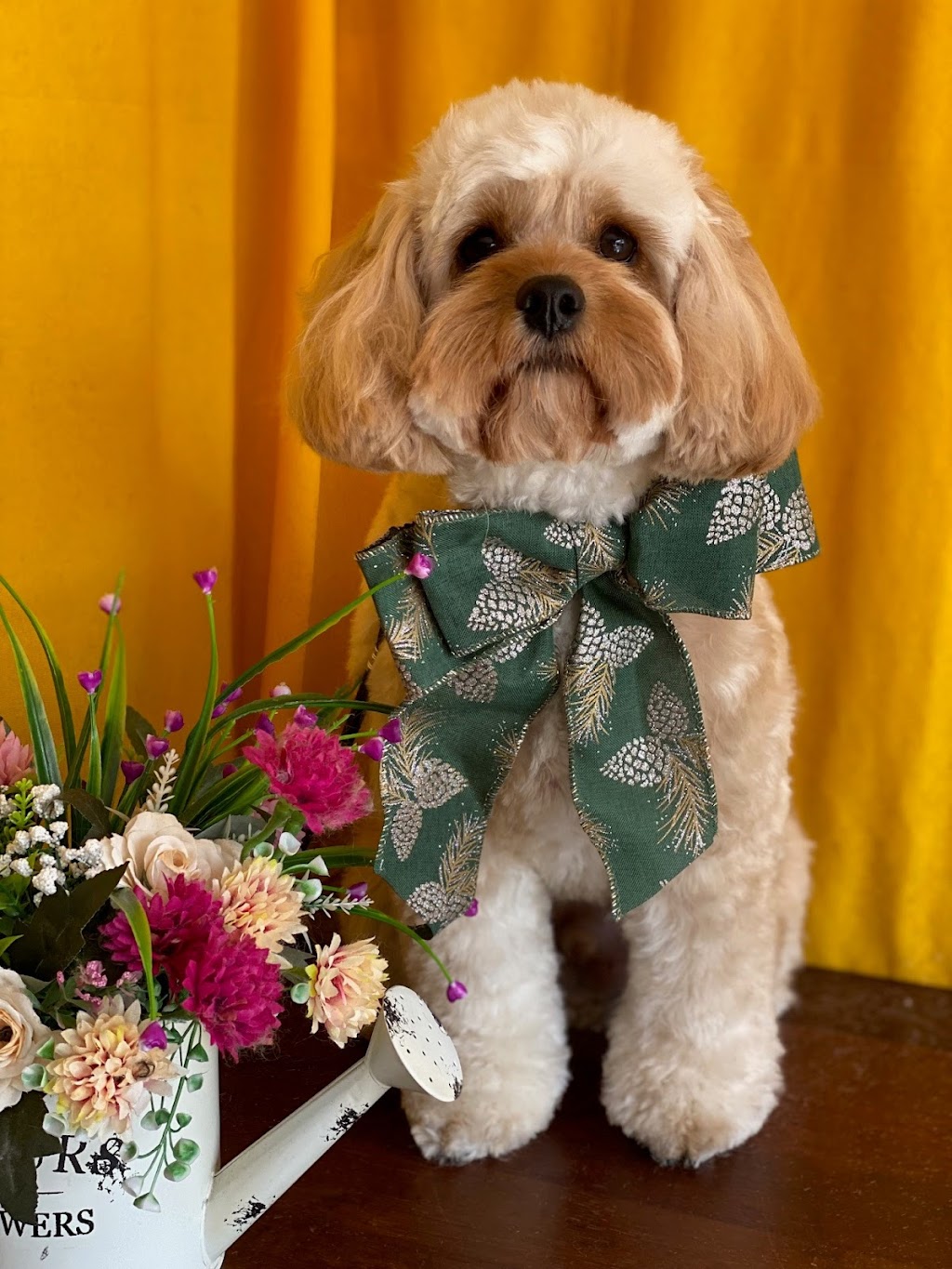 Annas Dog Grooming | 8 Chevrolet Pl, Ingleburn NSW 2565, Australia | Phone: 0412 564 412