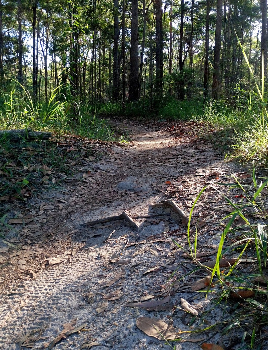 Wooroi Day Use Area | park | Wooroi Day Use Area, 186 Cooroy Noosa Rd, Tewantin QLD 4565, Australia