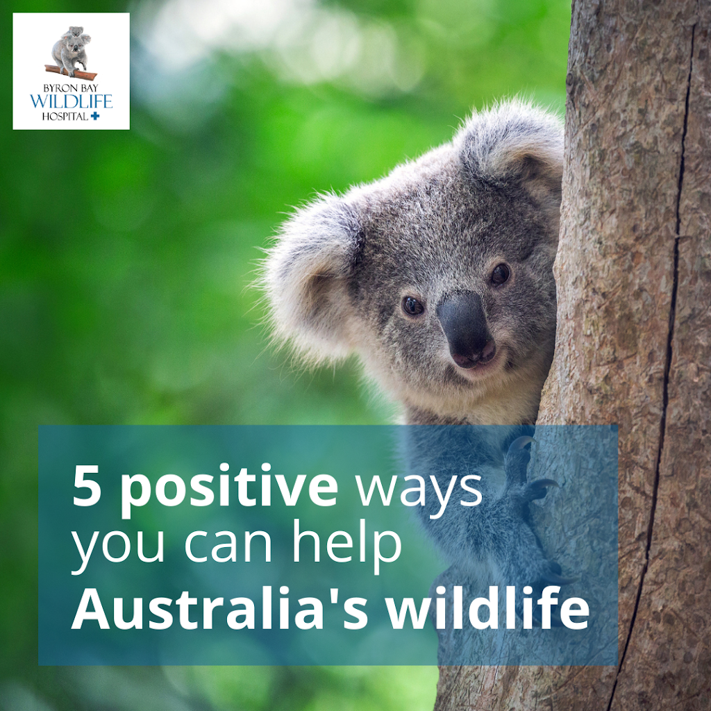 Byron Bay Wildlife Hospital Ltd | 419 Hinterland Wy, Knockrow NSW 2479, Australia | Phone: 1300 945 354