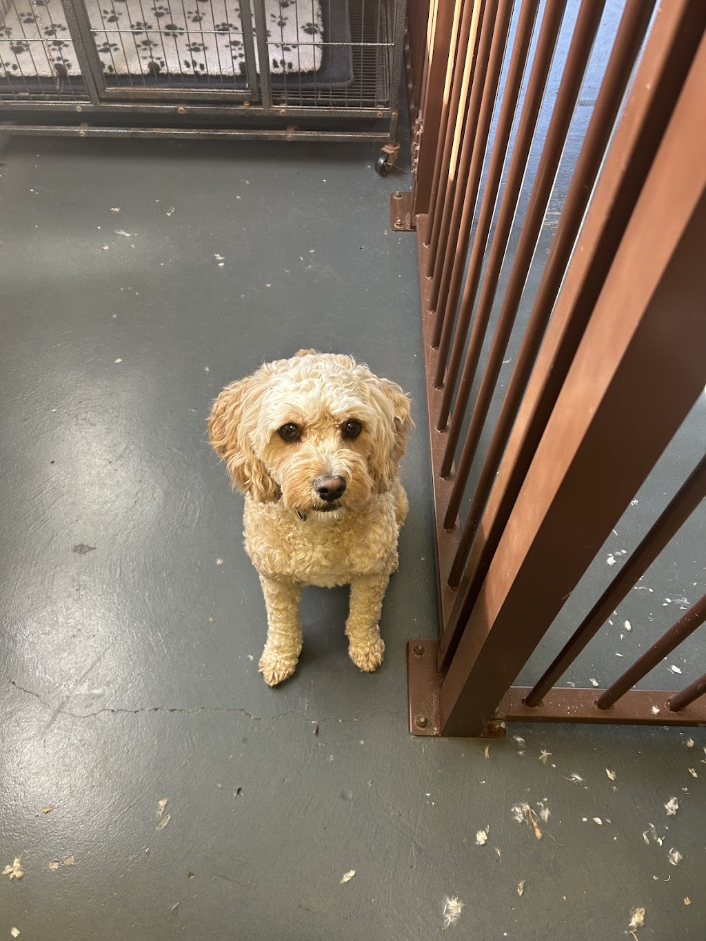 Precious Little Paws | 33 Peugeot Dr, Ingleburn NSW 2565, Australia | Phone: 0425 301 880