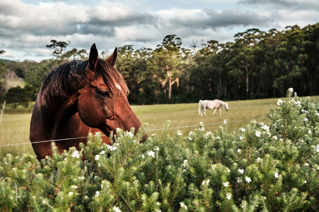 Higgins Creek Farm | 2553 Princes Hwy, Cockwhy NSW 2539, Australia | Phone: 0422 403 501