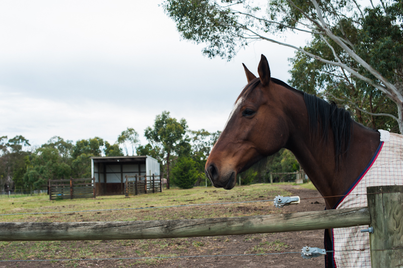 Unicorn Park Stud and Equestrian Centre | 33 Courts Rd, Clarendon VIC 3352, Australia | Phone: 0408 326 106