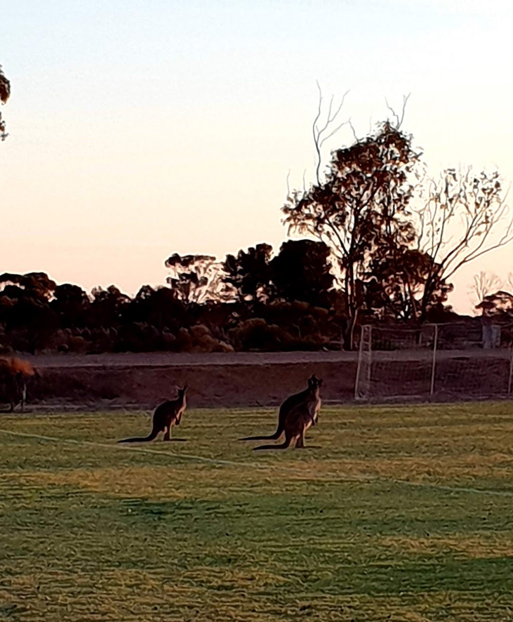 Weeroona Bay Football Club | park | 214 Cartledge Ave, Whyalla Stuart SA 5608, Australia | 0886491221 OR +61 8 8649 1221