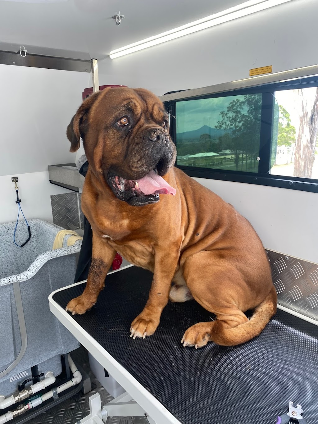 The Happy Groomer | 1 Cedar Vale Rd, Cedar Vale QLD 4285, Australia | Phone: 0412 770 213