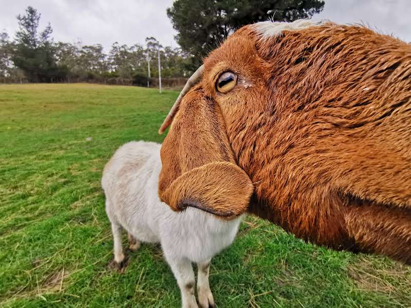 Brightside Farm Sanctuary | 8121 Channel Hwy, Cygnet TAS 7112, Australia | Phone: 0408 658 356