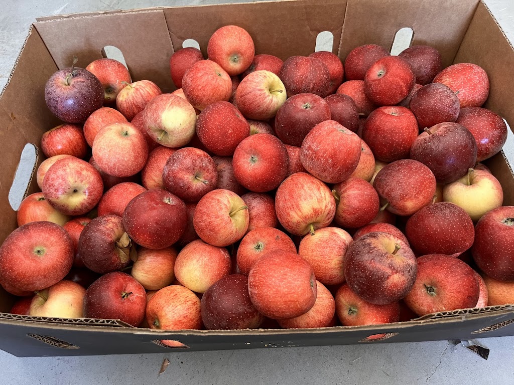 Cocos Orchard | 25742 New England Hwy, Applethorpe QLD 4378, Australia | Phone: 0438 812 078