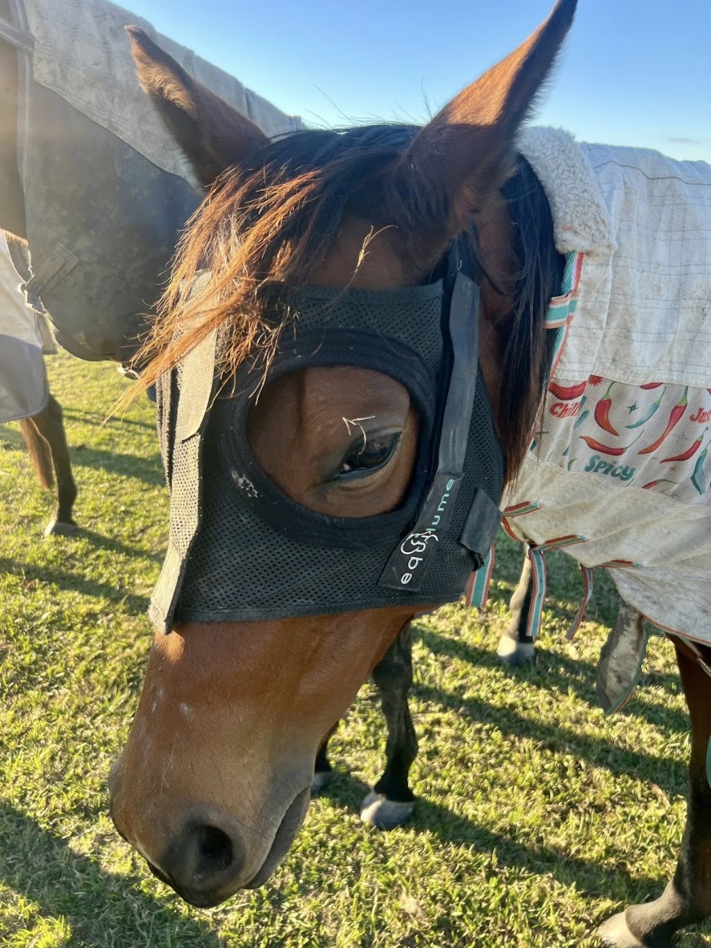 Someday Racing & Breeding | 363 Round Mountain Rd, Laravale QLD 4285, Australia | Phone: 0435 382 443