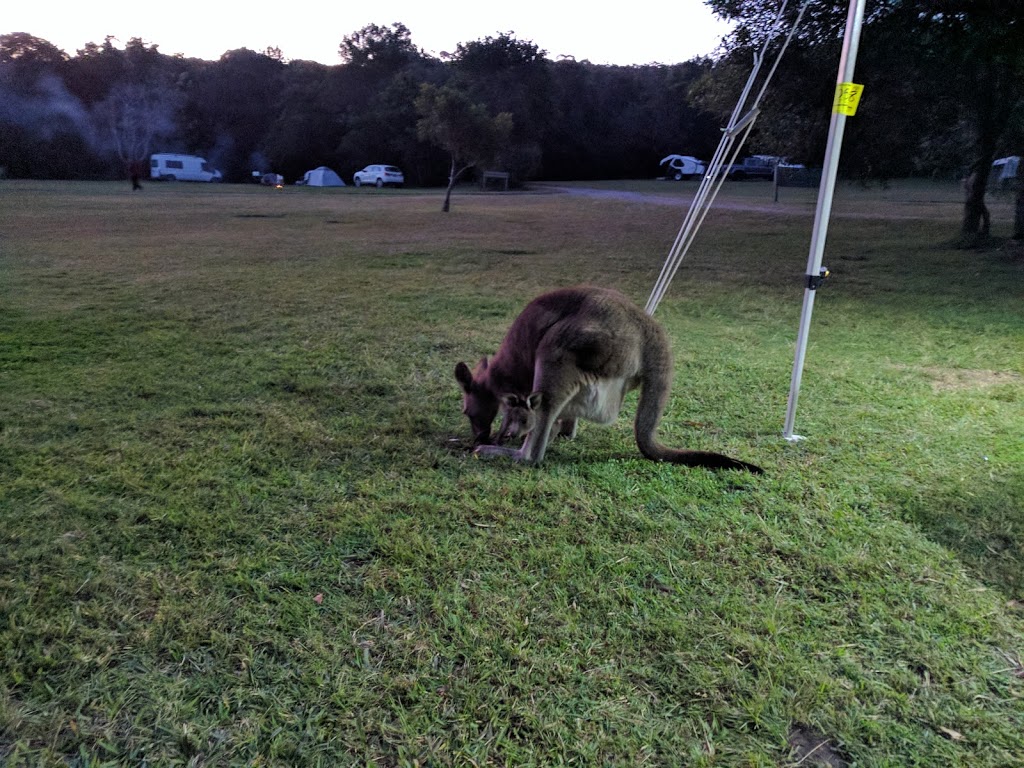 Happy hounds farmstay |  | 299 Riddles Brush Rd, Johns River NSW 2443, Australia | 0466249773 OR +61 466 249 773