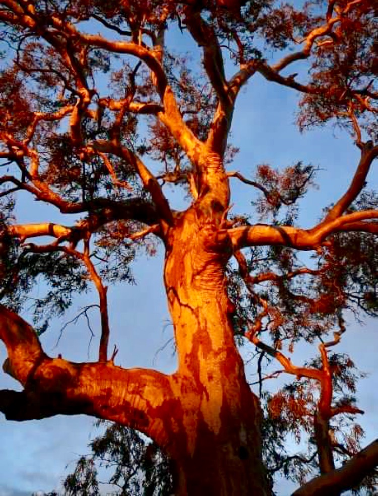 Eco Tree Care |  | 230 Olive St, Albury NSW 2640, Australia | 0402821000 OR +61 402 821 000