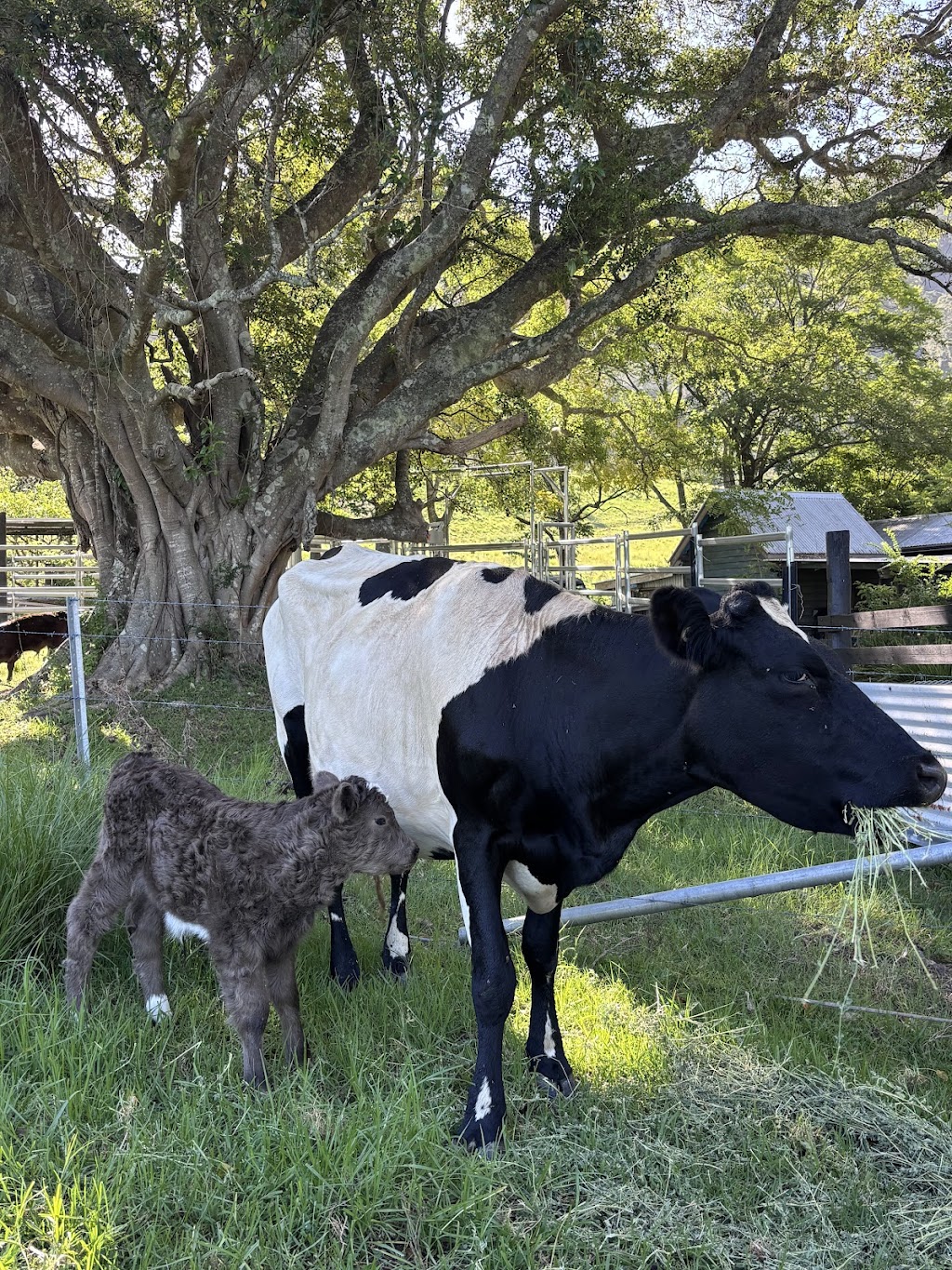 Young Macdonald’s Farm | 121 Flannery Ln, Tapitallee NSW 2540, Australia | Phone: 0412 022 014