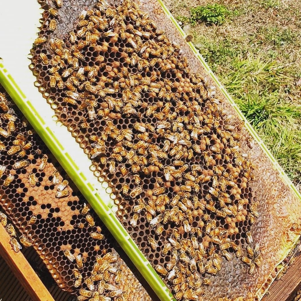 Pure n Natural Honey |  | 33 Orphanage Rd, Nindaroo QLD 4740, Australia | 0400386161 OR +61 400 386 161