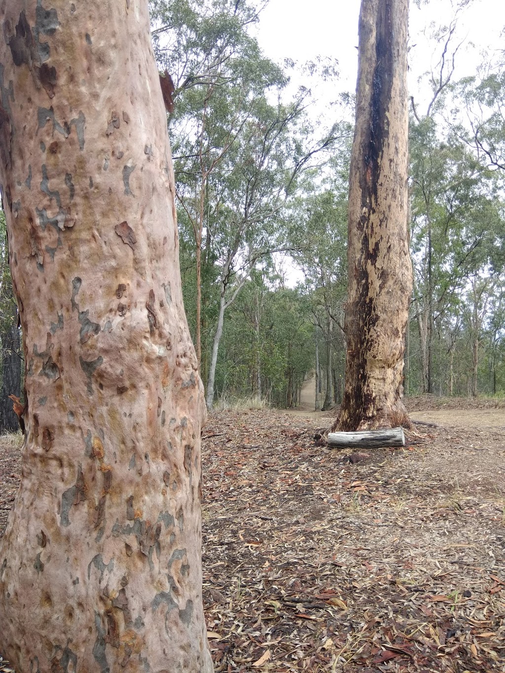 Honeyeater Hiking Track | Honeyeater Track, Mount Coot-Tha QLD 4066, Australia