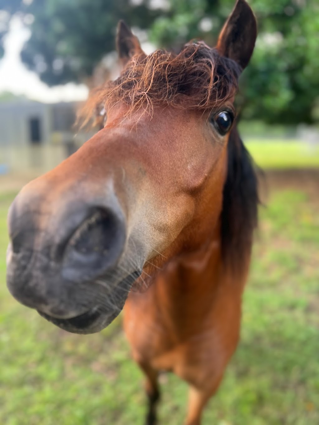Unbridled Equine | 406 Guanaba Creek Rd, Guanaba QLD 4210, Australia | Phone: 0424 183 161