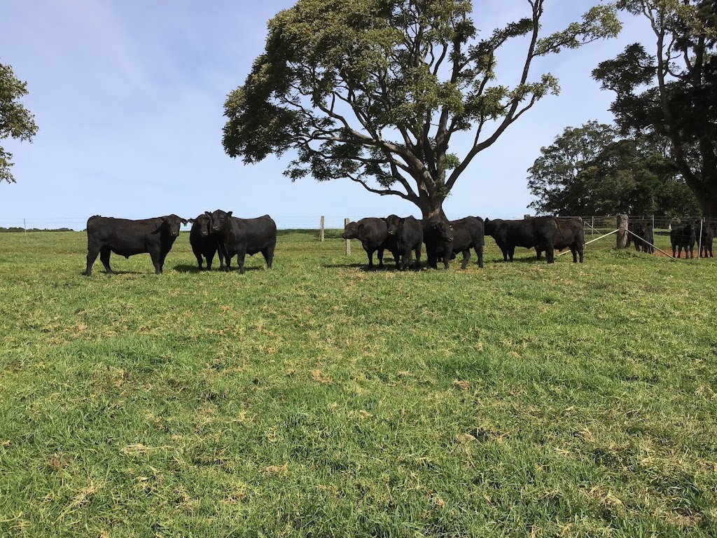 Tandara Angus Stud | 31 Paddys Plains Rd, North Dorrigo NSW 2453, Australia | Phone: (02) 6657 5275
