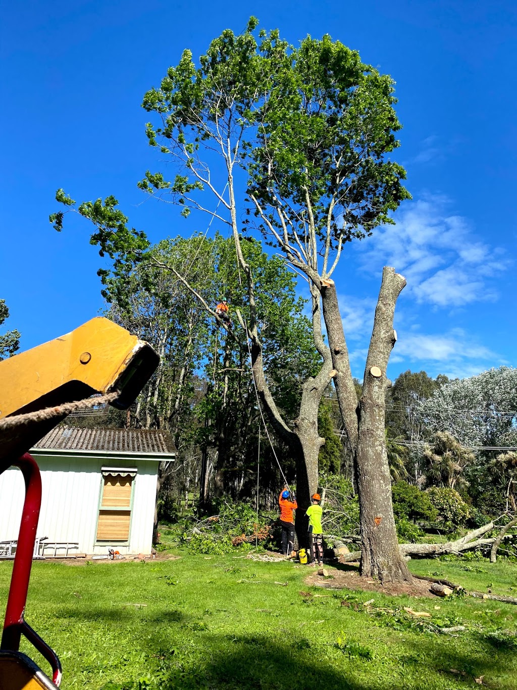 Just Trees Australia | general contractor | 58 Longos Ln, Myrtleford VIC 3737, Australia | 0435624017 OR +61 435 624 017