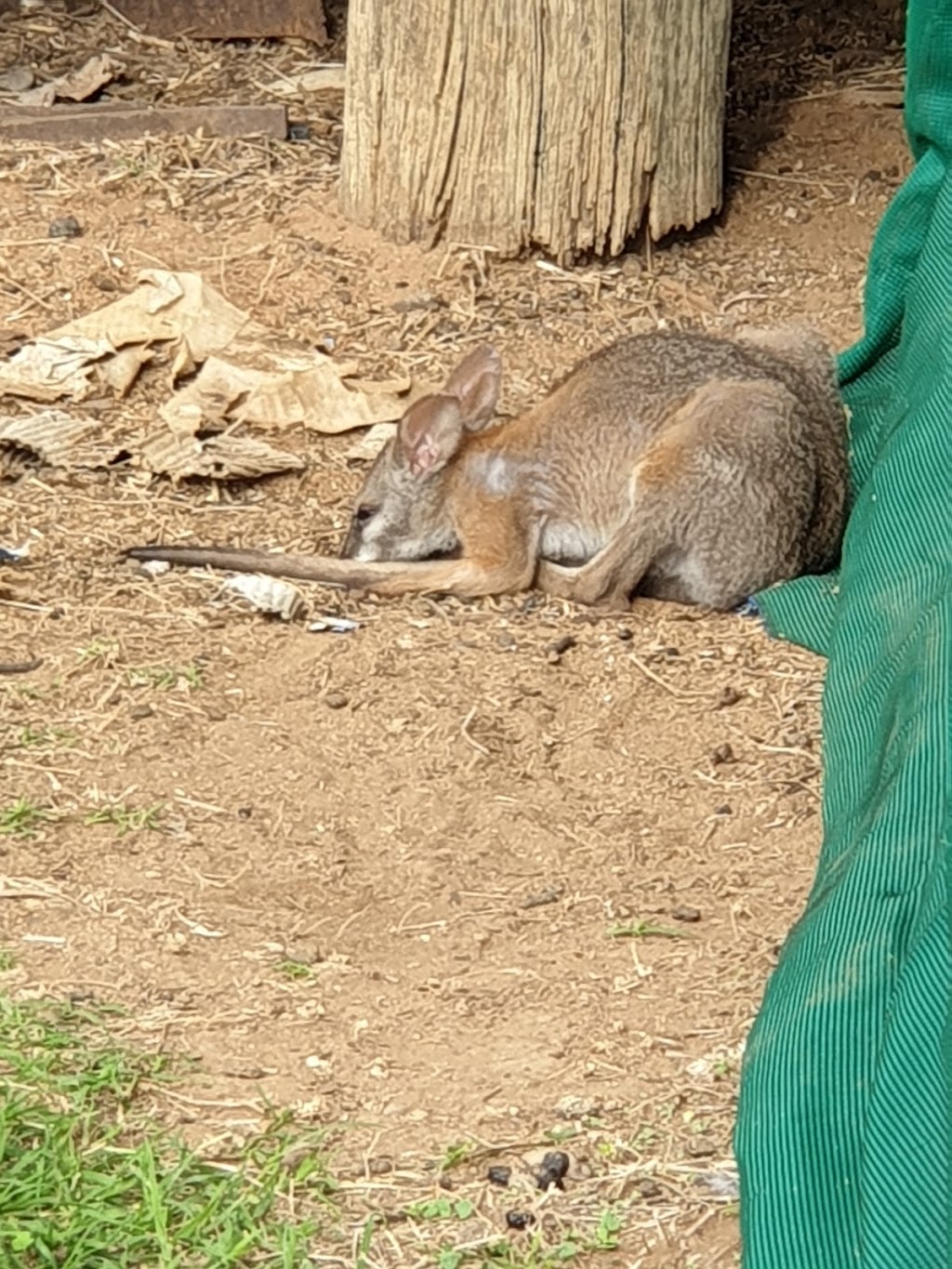 Warrego Wildlife Rescue and Education Centre |  | 17 Redford St Animal rescue drop-off at Cafe oposite Hotel, Mungallala QLD 4467, Australia | 0475095577 OR +61 475 095 577