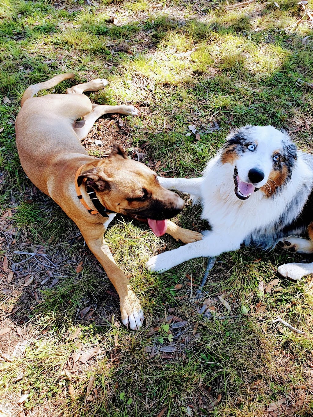 Rosie & Dicks Pet Retreat |  | 420 Murphy Rd, Captain Creek QLD 4677, Australia | 0422018810 OR +61 422 018 810