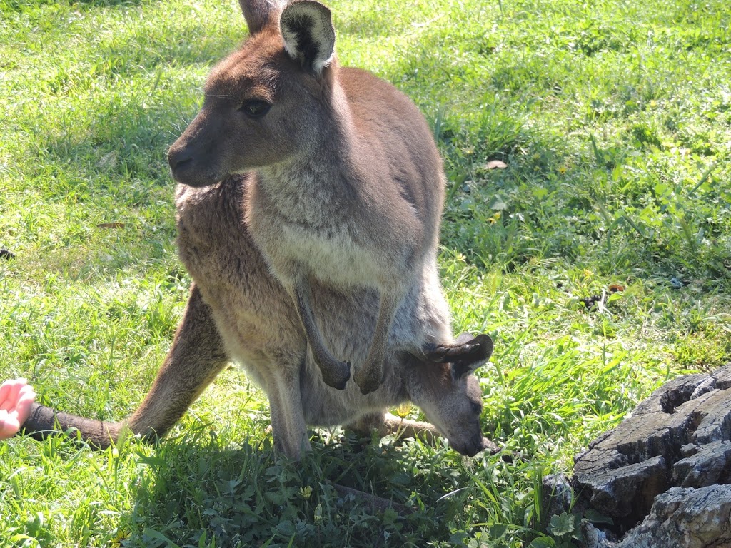Cleland Wildlife Park | 365 Mount Lofty Summit Rd, Crafers SA 5152, Australia | Phone: (08) 8339 2444