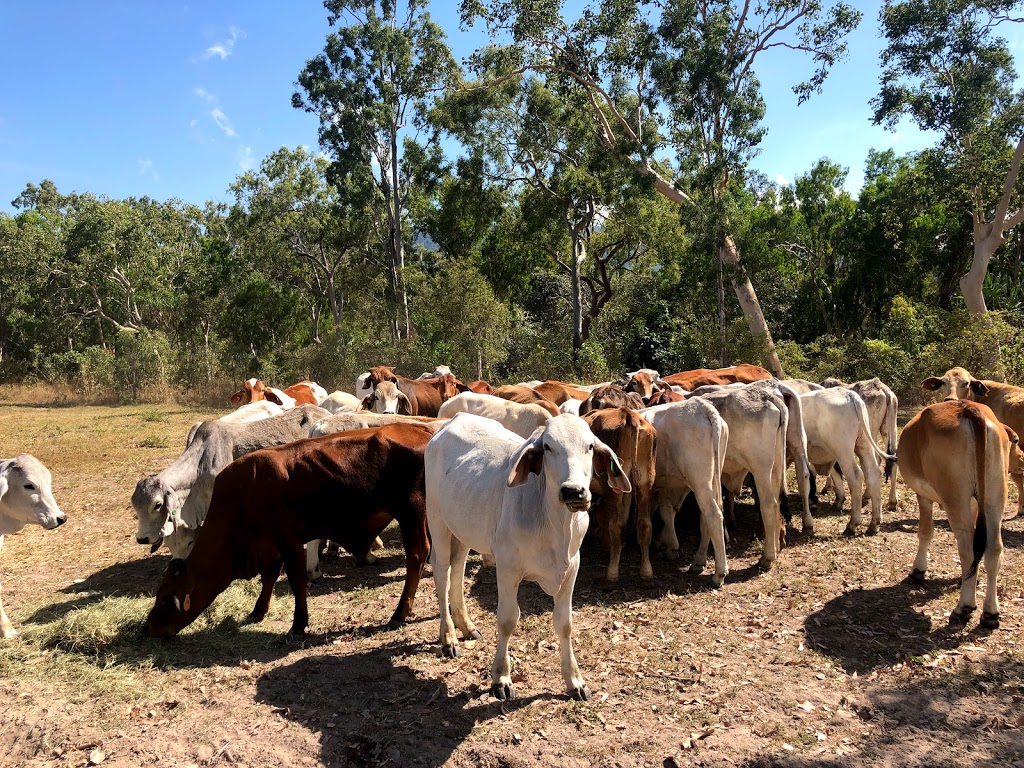 Weeks Cattle Co | food | 1992 Woodstock Giru Rd, Majors Creek QLD 4816, Australia | 0401883389 OR +61 401 883 389