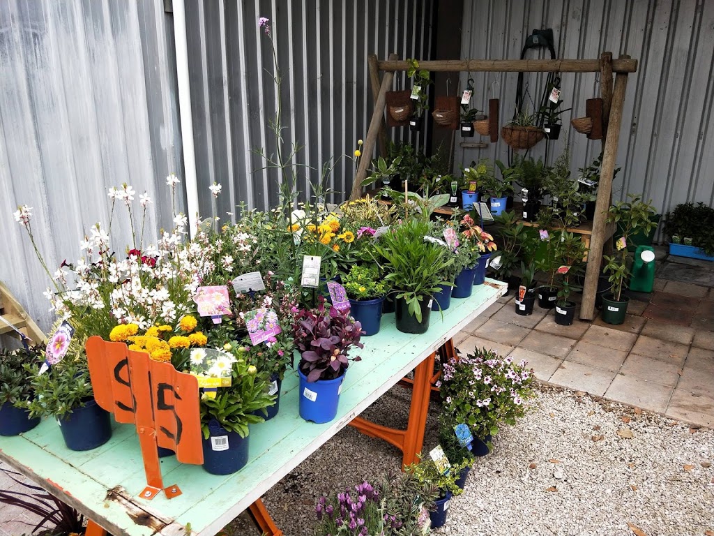 Traffic Blooms | 97 Scott St, Bordertown SA 5268, Australia | Phone: 0435 583 694