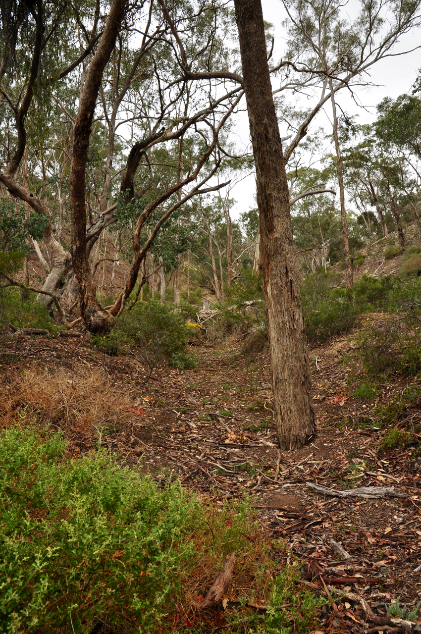 Long Forest Flora & Fauna Reserve | Long Forest Rd, Merrimu VIC 3340, Australia | Phone: 13 19 63