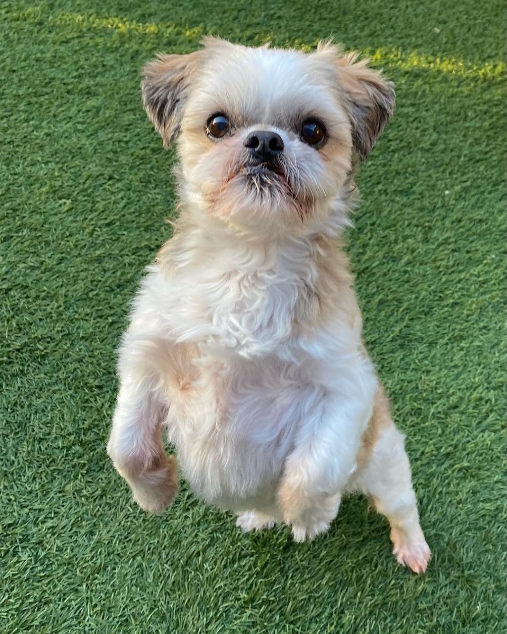 DogTown Grooming & Day Care | 650 South Rd, Moorabbin VIC 3189, Australia | Phone: 0449 894 332