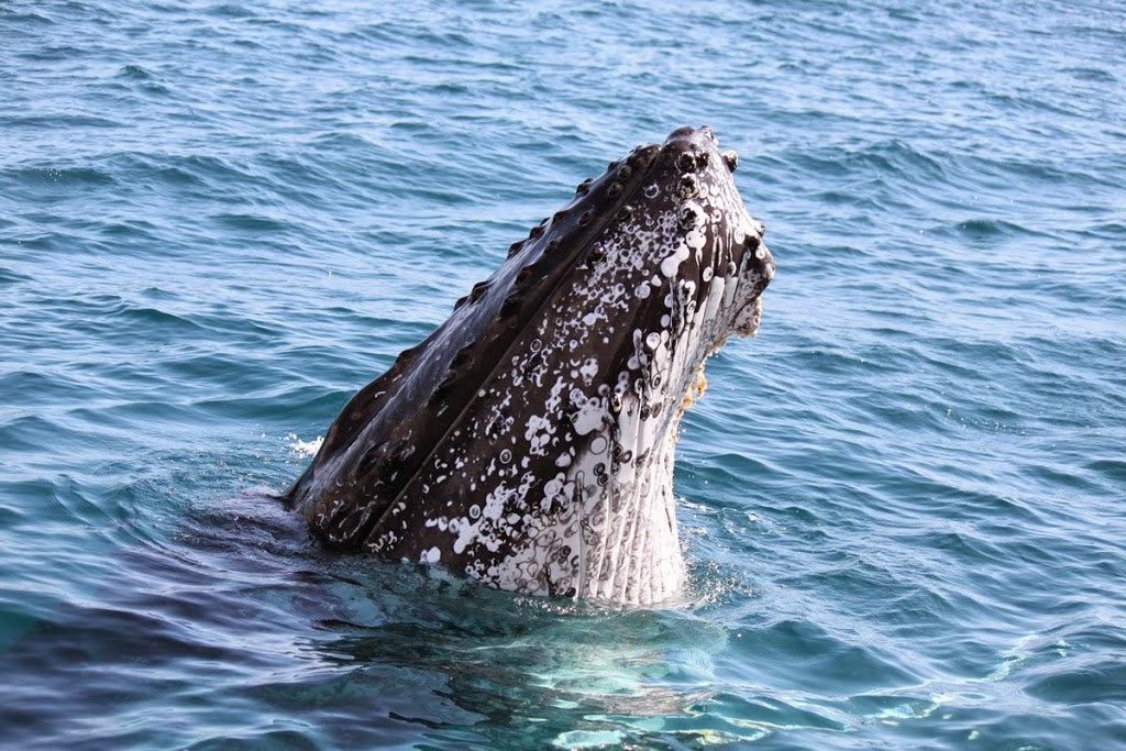 Boat Club Whale Watch | travel agency | Hervey Bay Boat Club, Buccaneer Dr, Urangan QLD 4655, Australia | 0741289643 OR +61 7 4128 9643