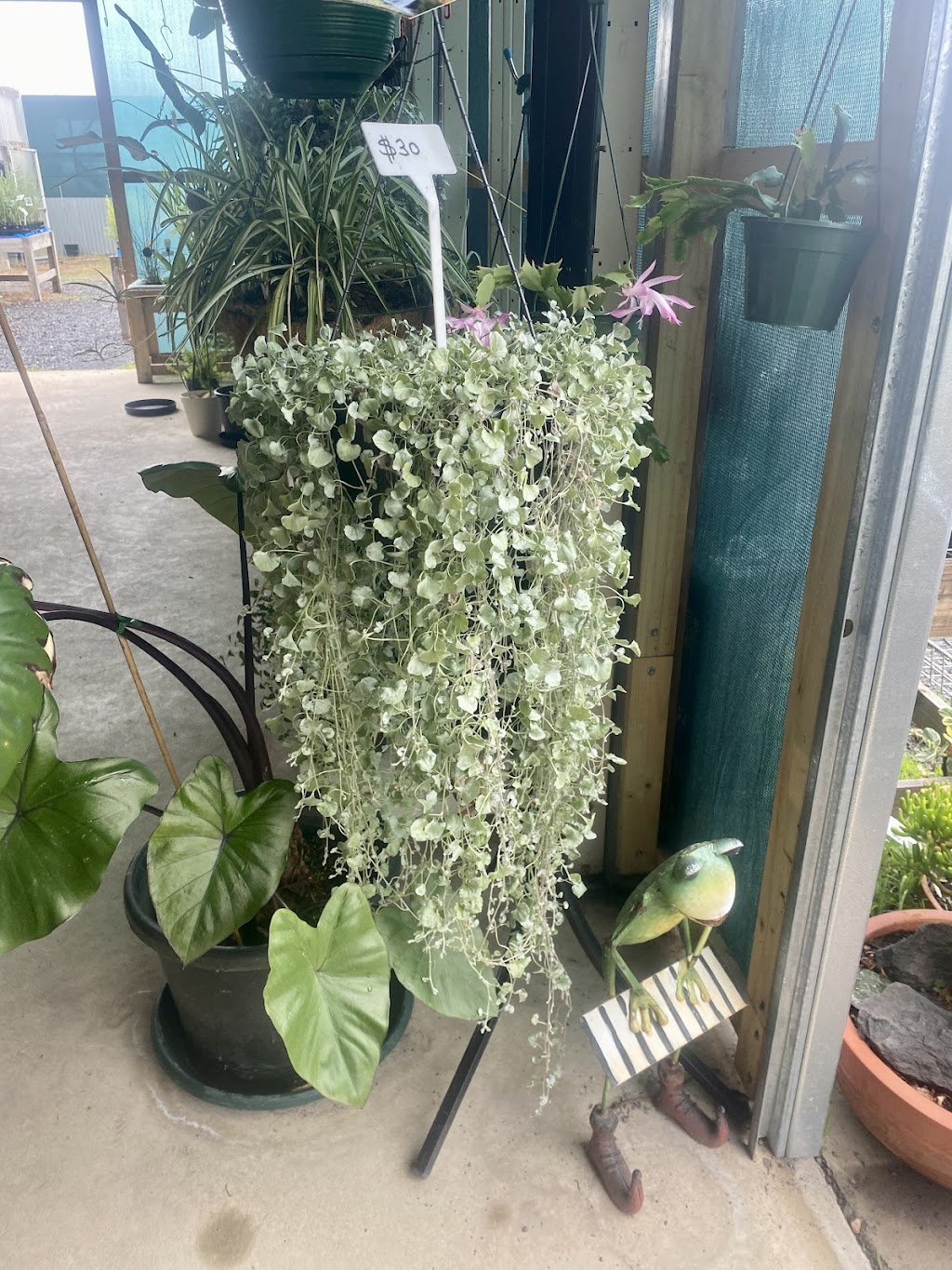 sandras nursery | 141 Witt St, Benalla VIC 3672, Australia | Phone: 0417 315 726