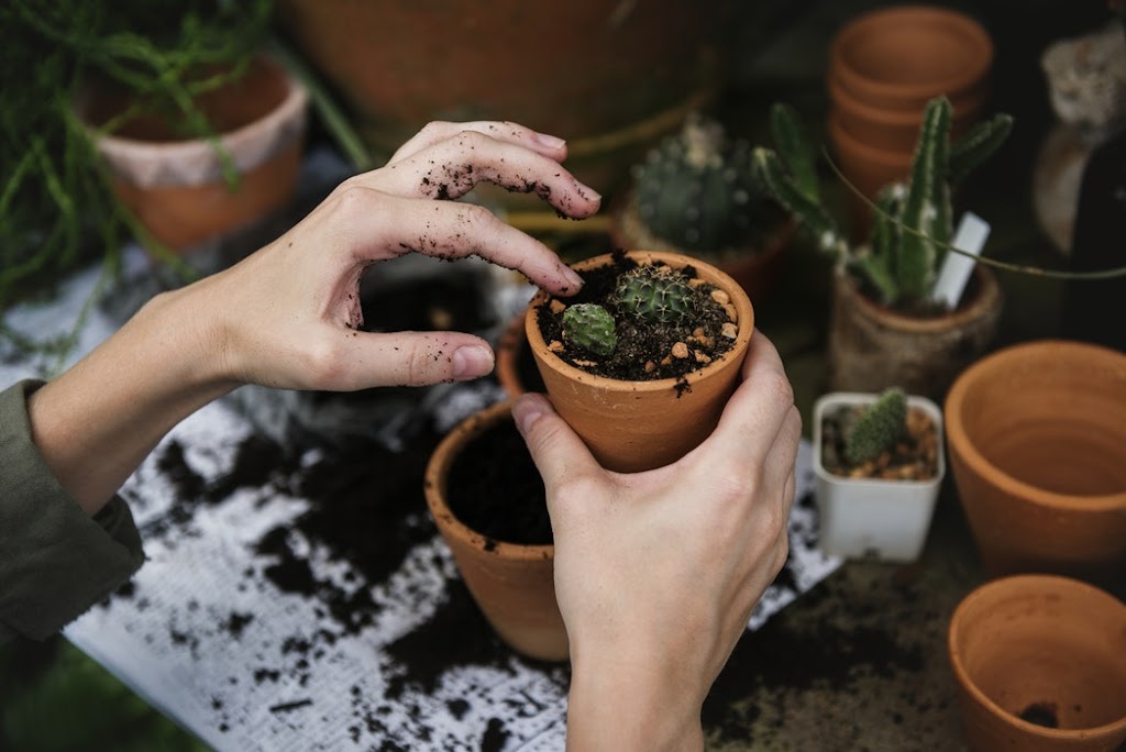 The North Side Gardener | 30 Luxor Parade, Roseville NSW 2069, Australia | Phone: 0434 450 844