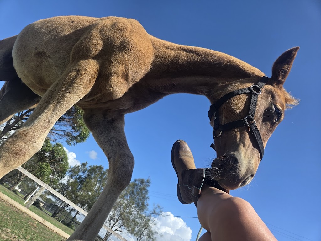 Equine Partnered Academy | 432 Fullerton Cove Rd, Fullerton Cove NSW 2318, Australia | Phone: 0409 849 436