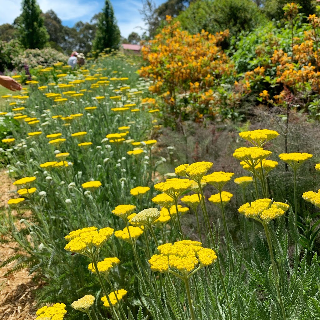 Wild Meadows Garden | 243A Coxs River Rd, Little Hartley NSW 2790, Australia | Phone: 0439 070 670