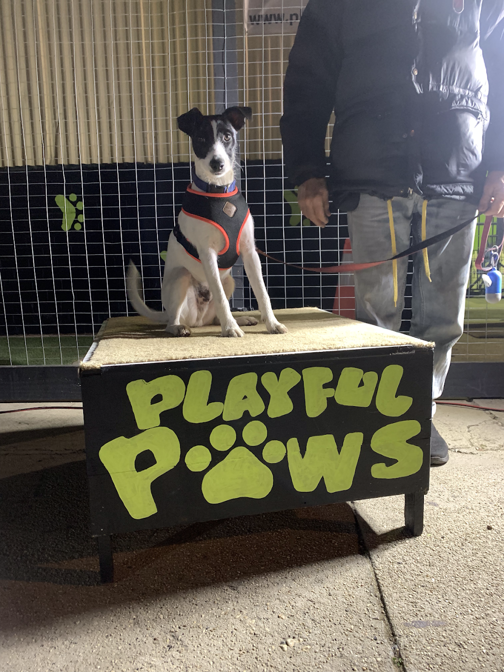 Playful Paws: Training and Wellness | 6 Macleod St, Bairnsdale VIC 3875, Australia | Phone: 0421 641 138