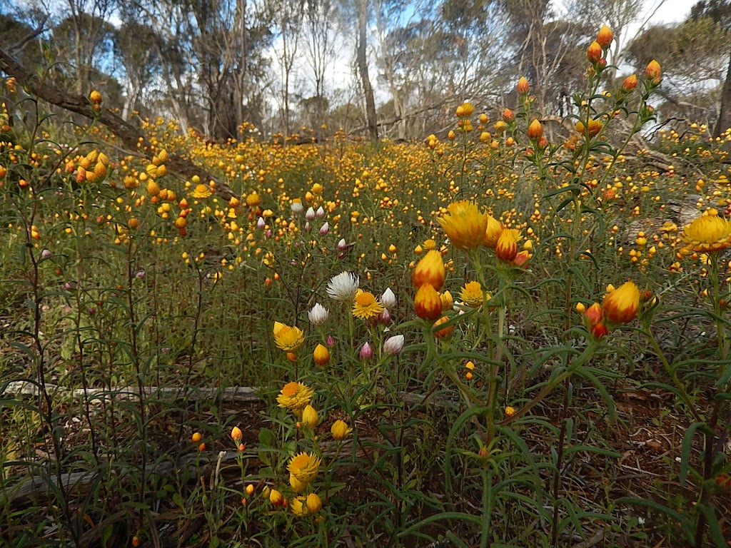 Ravensthorpe Wildflower Show and Herbarium | 35 Dunn St, Ravensthorpe WA 6346, Australia | Phone: 0407 981 301
