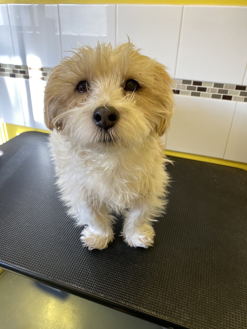 Precious Little Paws | 33 Peugeot Dr, Ingleburn NSW 2565, Australia | Phone: 0425 301 880
