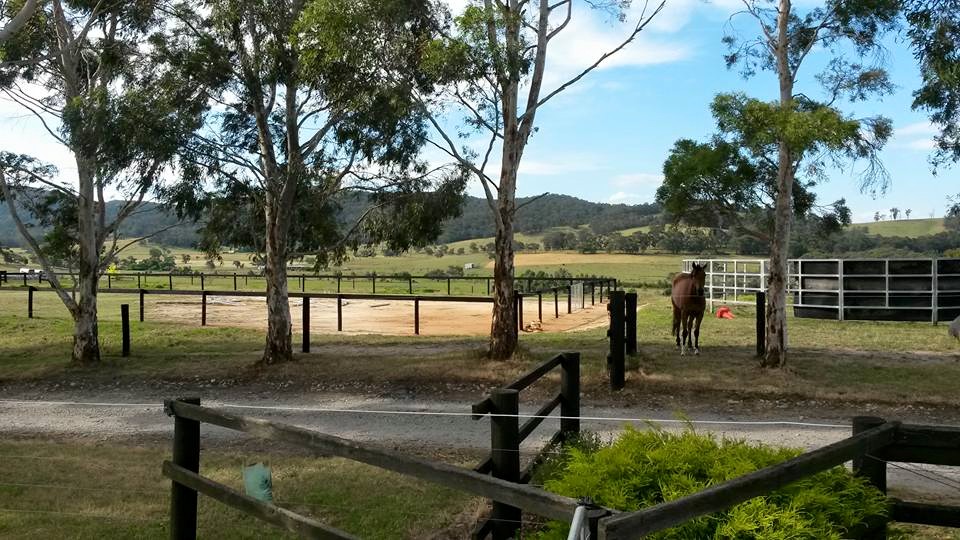 Forest View Thoroughbreds. Acknowledged Racing Victoria Off The  | 205 Sanders Rd, Garfield North VIC 3814, Australia | Phone: 0417 622 329
