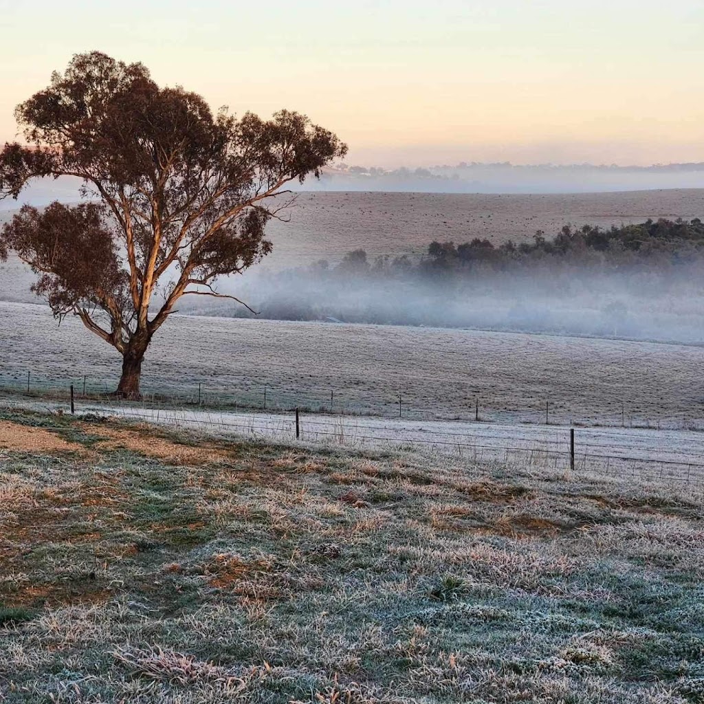 Ruk Joey farm | 1525 Trunkey Rd, Georges Plains NSW 2795, Australia | Phone: 0452 099 594