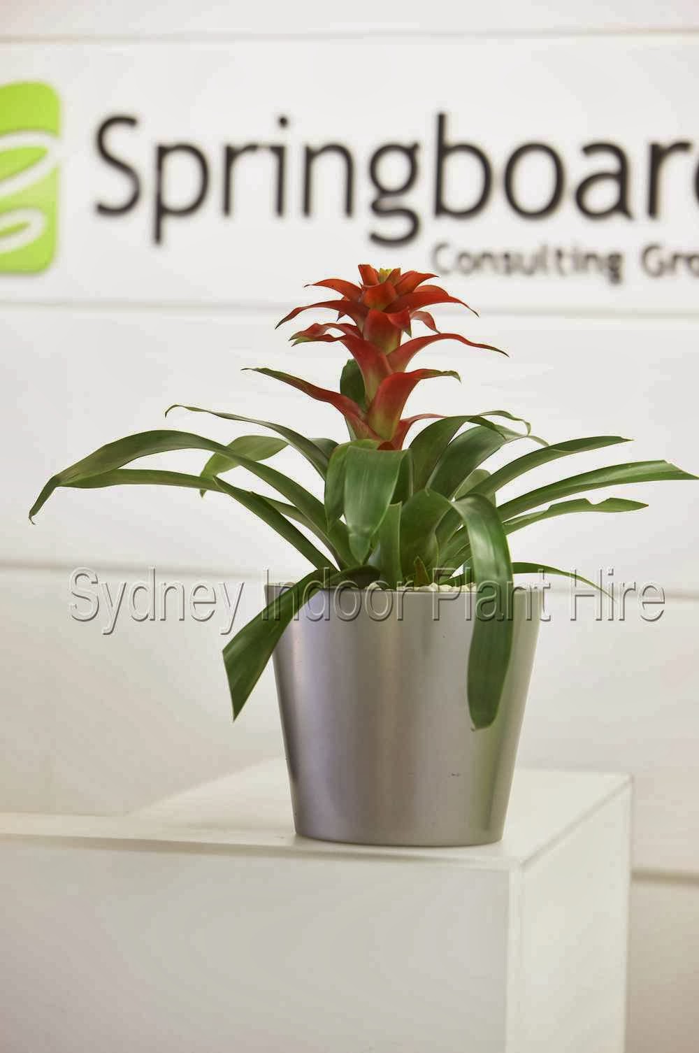 Sydney Plants | florist | 9/133-137 Beauchamp Rd, Matraville NSW 2036, Australia | 0296665588 OR +61 2 9666 5588