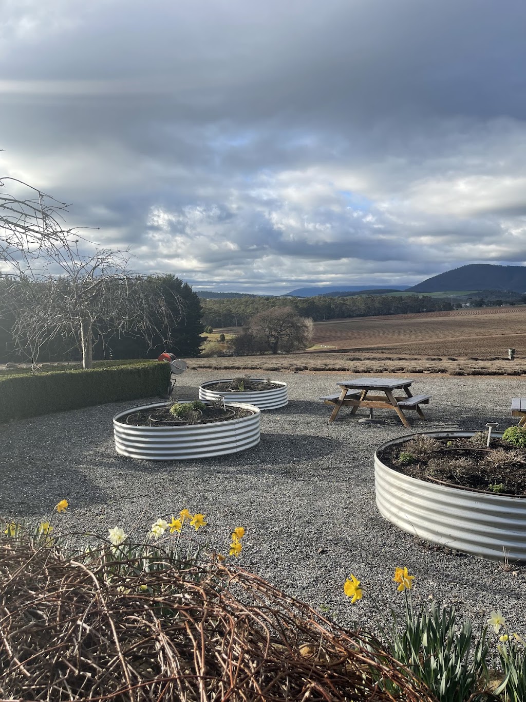 Bridestowe Lavender Farm | 296 Gillespies Rd, Nabowla TAS 7260, Australia | Phone: (03) 6352 8182