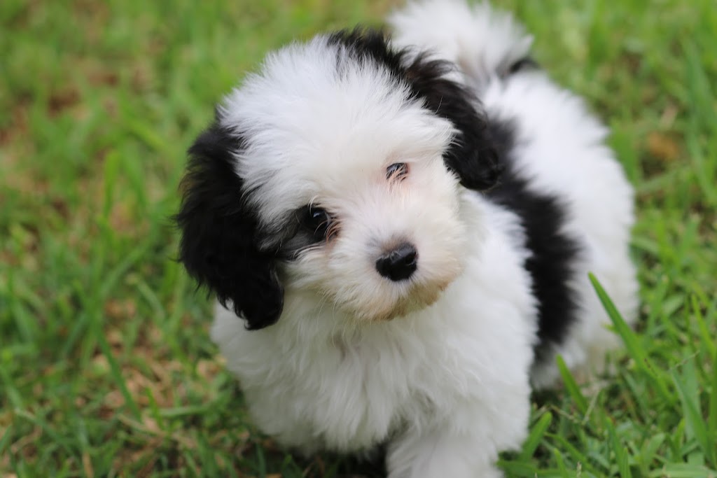 Hashki Havanese | Minerva Rd, Wedderburn NSW 2560, Australia | Phone: 0412 188 989